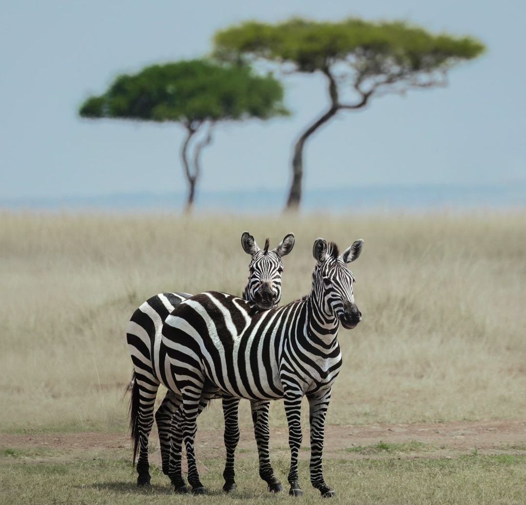 zebras image